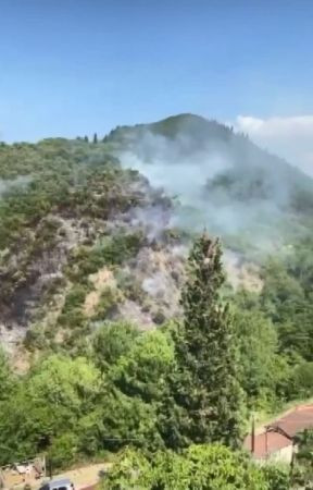 Karamürsel'de orman yangını!