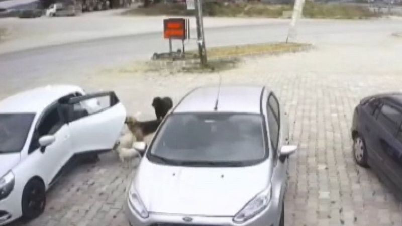 Akıl almaz köpek hırsızlığı!
