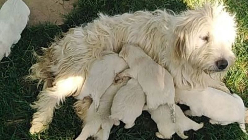 Akıl almaz köpek hırsızlığı!