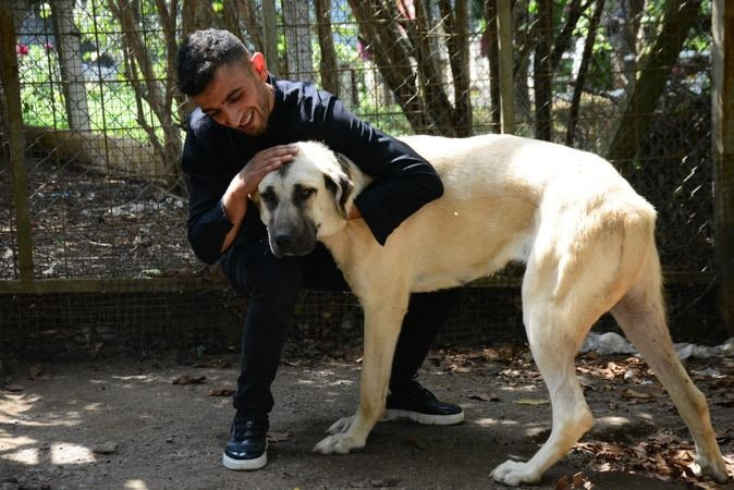 Akıl almaz köpek hırsızlığı!