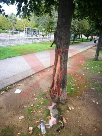 Vicdansız sürücü, kediyi ezdi, arkasına bile bakmadı