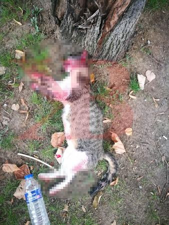 Vicdansız sürücü, kediyi ezdi, arkasına bile bakmadı