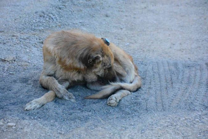 İzmit'te talihsiz köpeğin başına gelmeyen kalmadı