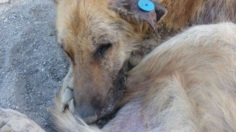 İzmit'te talihsiz köpeğin başına gelmeyen kalmadı