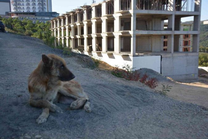 İzmit'te talihsiz köpeğin başına gelmeyen kalmadı