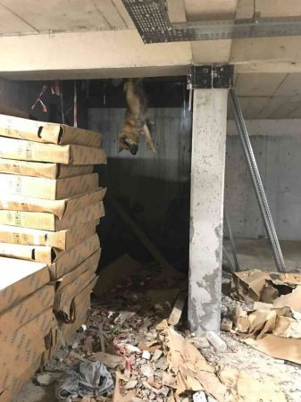 İzmit'te talihsiz köpeğin başına gelmeyen kalmadı