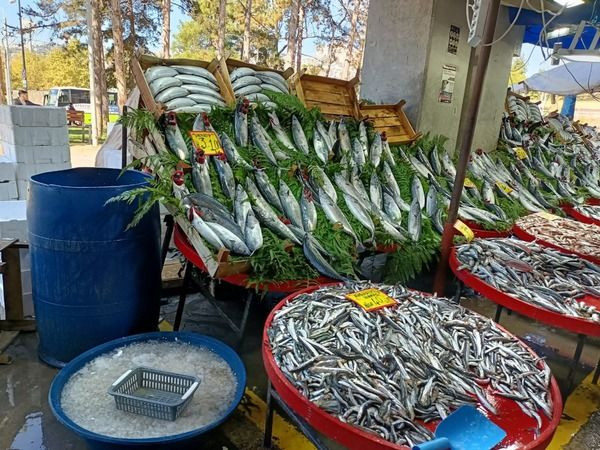 Bakın bu hafta pazarda hamsi ve palamut kaç lira!