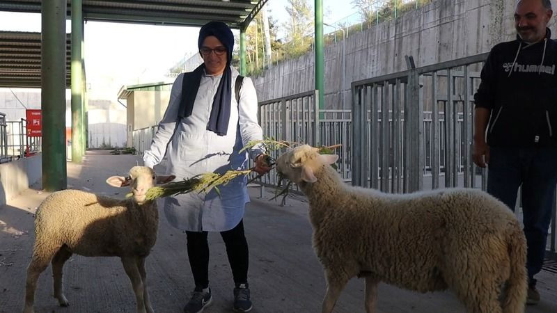 Firari koyunlar, evlerine otomobille döndü
