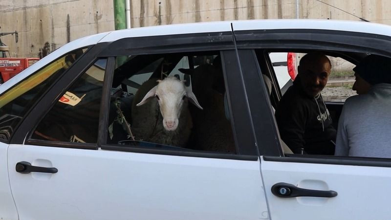 Firari koyunlar, evlerine otomobille döndü