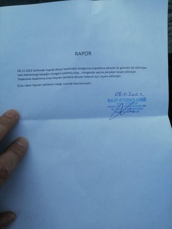 Zavallı köpeğe işkence röntgende ortaya çıktı!