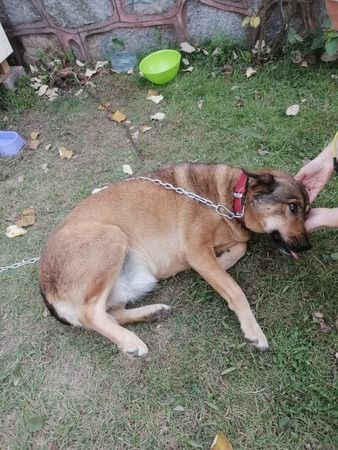 Zavallı köpeğe işkence röntgende ortaya çıktı!