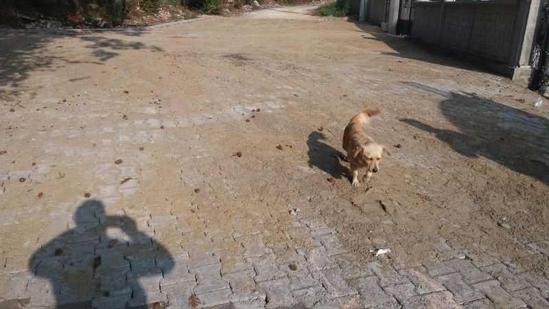 İki senede, bir yolu yaptırmadı, Büyükşehir devreye girdi