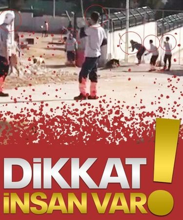 Kocaeli’de hayvanlara zarar veren yandı... Yarın, suç duyurusunda bulunacaklar