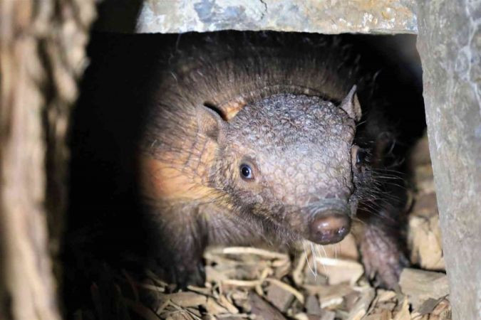 Türkiye’nin ilk armadillo yavrusu Kocaeli'de...