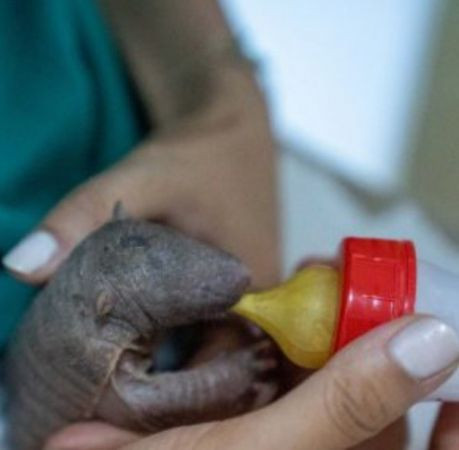 Türkiye’nin ilk armadillo yavrusu Kocaeli'de...