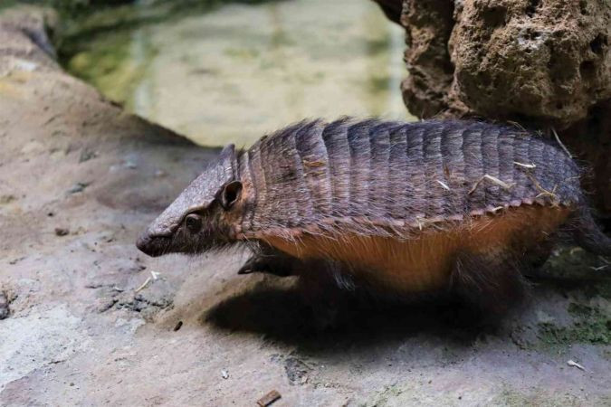 Türkiye’nin ilk armadillo yavrusu Kocaeli'de...
