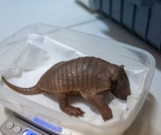 Türkiye’nin ilk armadillo yavrusu Kocaeli'de...