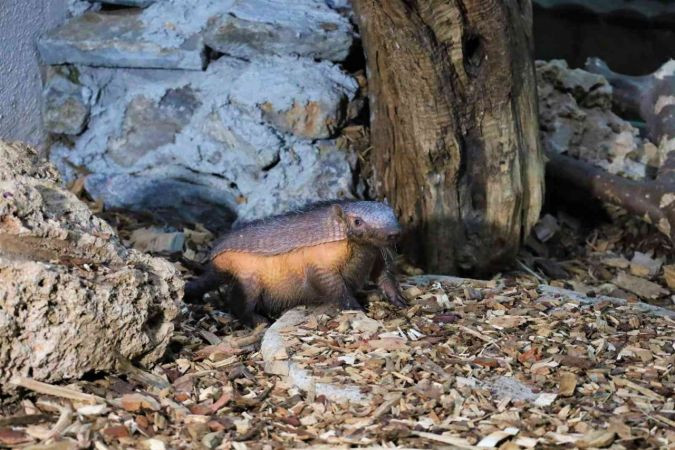 Türkiye’nin ilk armadillo yavrusu Kocaeli'de...