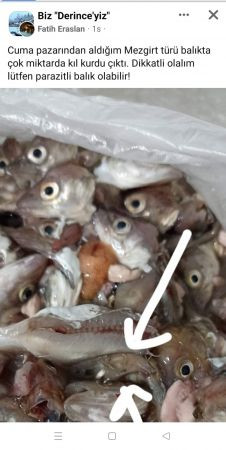 Derince Cuma Pazarı’nda kıl kurdu rezaleti!