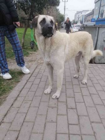 İzmit'te köpeğe saldıran 2 şahıs yakalanıp serbest bırakıldı