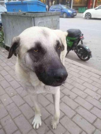 İzmit'te köpeğe saldıran 2 şahıs yakalanıp serbest bırakıldı