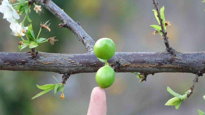 Yok artık, Kocaeli'de şok eden görüntü! Gözlerinize inanamayacaksınız!