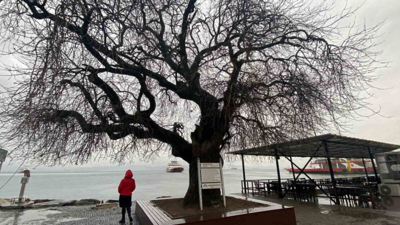 Kocaeli'deki bu ağaç, görenleri şaşırtıyor!
