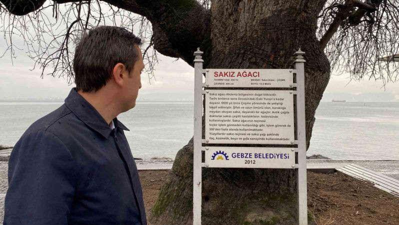 Kocaeli'deki bu ağaç, görenleri şaşırtıyor!