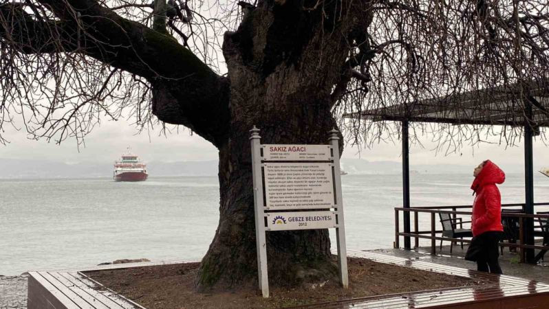 Kocaeli'deki bu ağaç, görenleri şaşırtıyor!