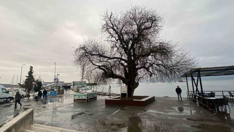 Kocaeli'deki bu ağaç, görenleri şaşırtıyor!