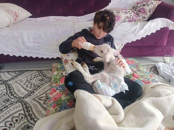 Son 1 ay içinde 12 koyununu köpekler telef etti...Öksüz kalan kuzuya ise bebekler gibi bakıyor!