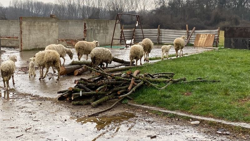 Son 1 ay içinde 12 koyununu köpekler telef etti...Öksüz kalan kuzuya ise bebekler gibi bakıyor!