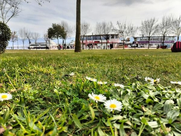 Küresel ısınma, Kocaeli’de doğayı böyle şaşırttı!