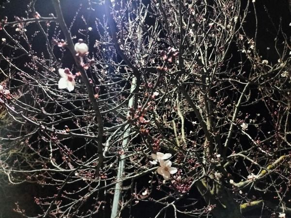 Küresel ısınma, Kocaeli’de doğayı böyle şaşırttı!
