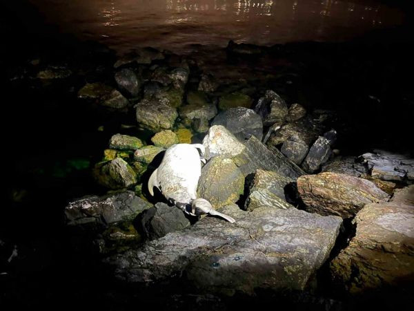 Kocaeli’de sahile bakın ne vurdu! 1,5 metre uzunluğunda...