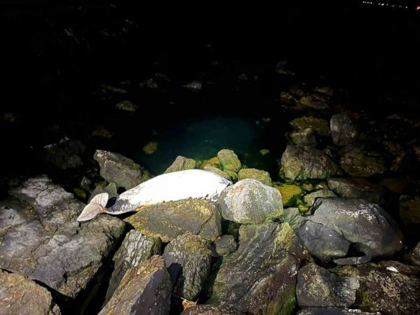Kocaeli’de sahile bakın ne vurdu! 1,5 metre uzunluğunda...