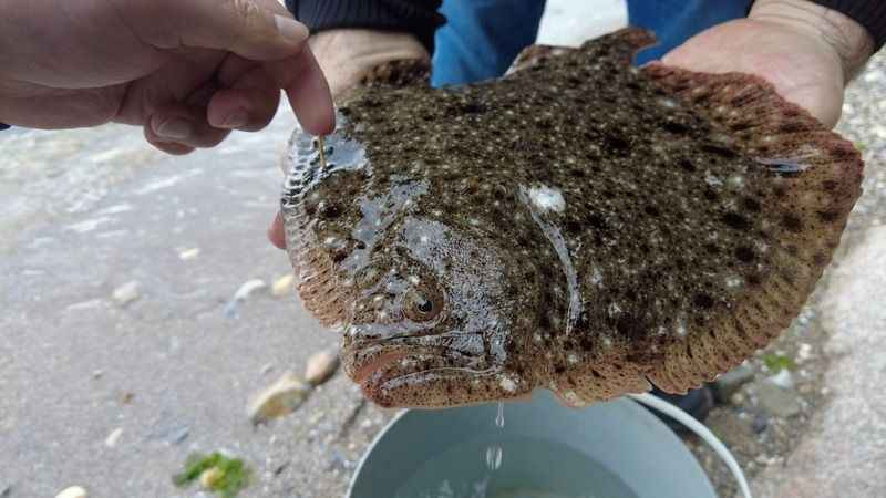 İzmit Körfezi'nde balıkçıların ağına bakın ne takıldı!