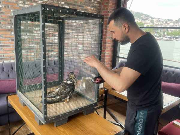 Seka’da bulunan canlıyı görenler gözlerine inanamadı