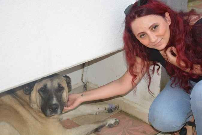Köpeğe tekme iddiasıyla ortalık karıştı!
