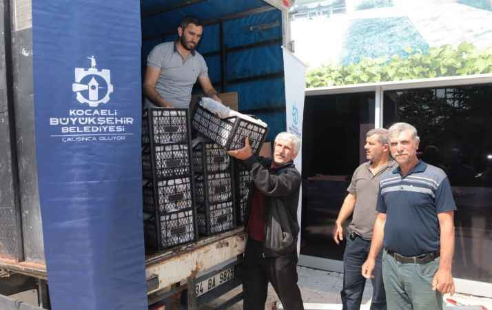 118 bin çilek fidesi dağıtıldı