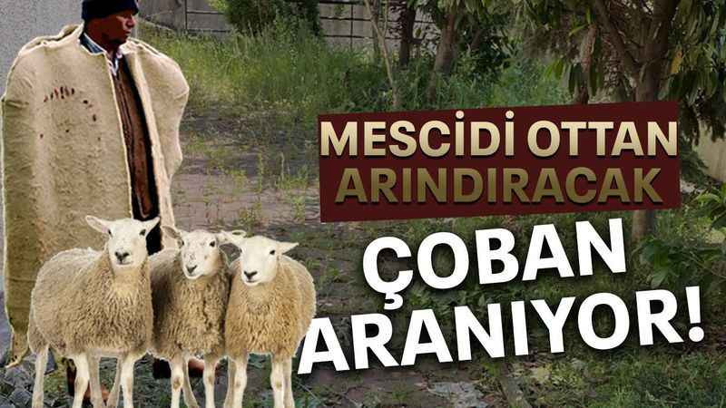 Muhtar, kahkaha attırdı... Koyun sürüsünü çekip, ekiplere teşekkür etti!