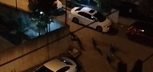Kısırlaştırma yok, sayıları giderek artıyor, uyuz vakaları çoğaldı, sesten uyunmuyor
