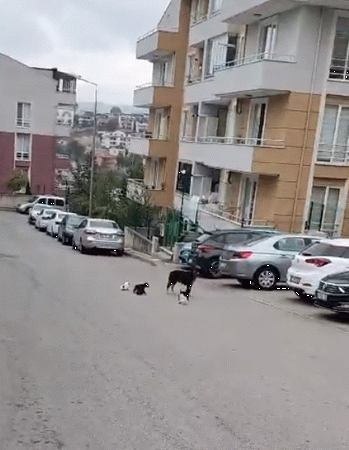 Ağlama sesleri geliyor... İzmit Belediyesi neden umursamıyor?
