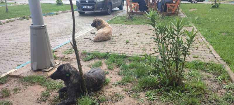 Görkemli açılış yapmışlardı AKP’li belediye 15 ayda kaderine terk etti!