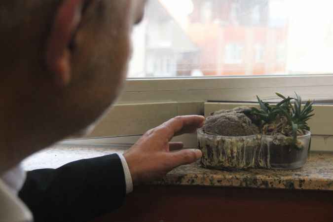 Ofisine saksı koydu yuva yapan canlıyı görünce hayrete düştü