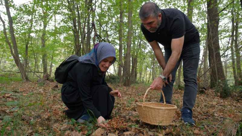 Doğa severler mantar avına çıktı!