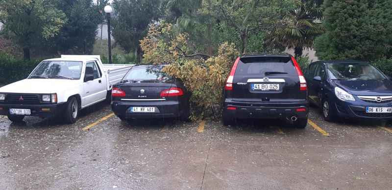 İzmit'te araçların üzerine ağaç düştü