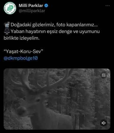 Fotokapanlara yansıyan yaban hayvanları izleyenleri mest etti