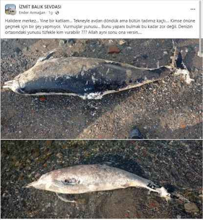 Kim bu cani? Kocaeli’de yine vurulmuş yunus balığı bulundu!
