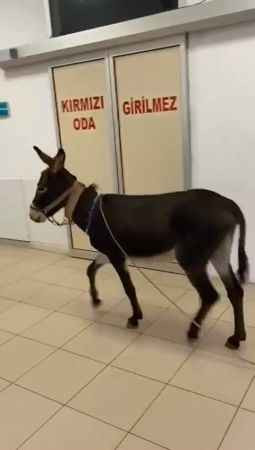 Acil serviste eşek gören vatandaşlar şok oldu!